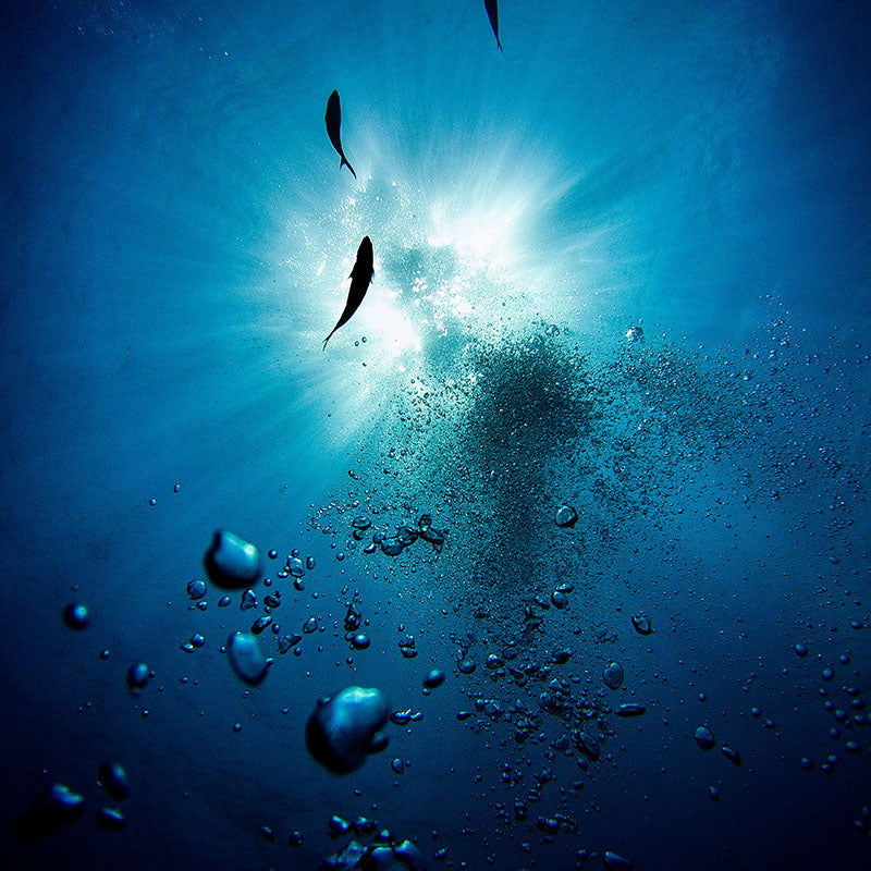 Underwater view of the Australian ocean with sunlight streaming through the surface, rising bubbles and fish silhouettes