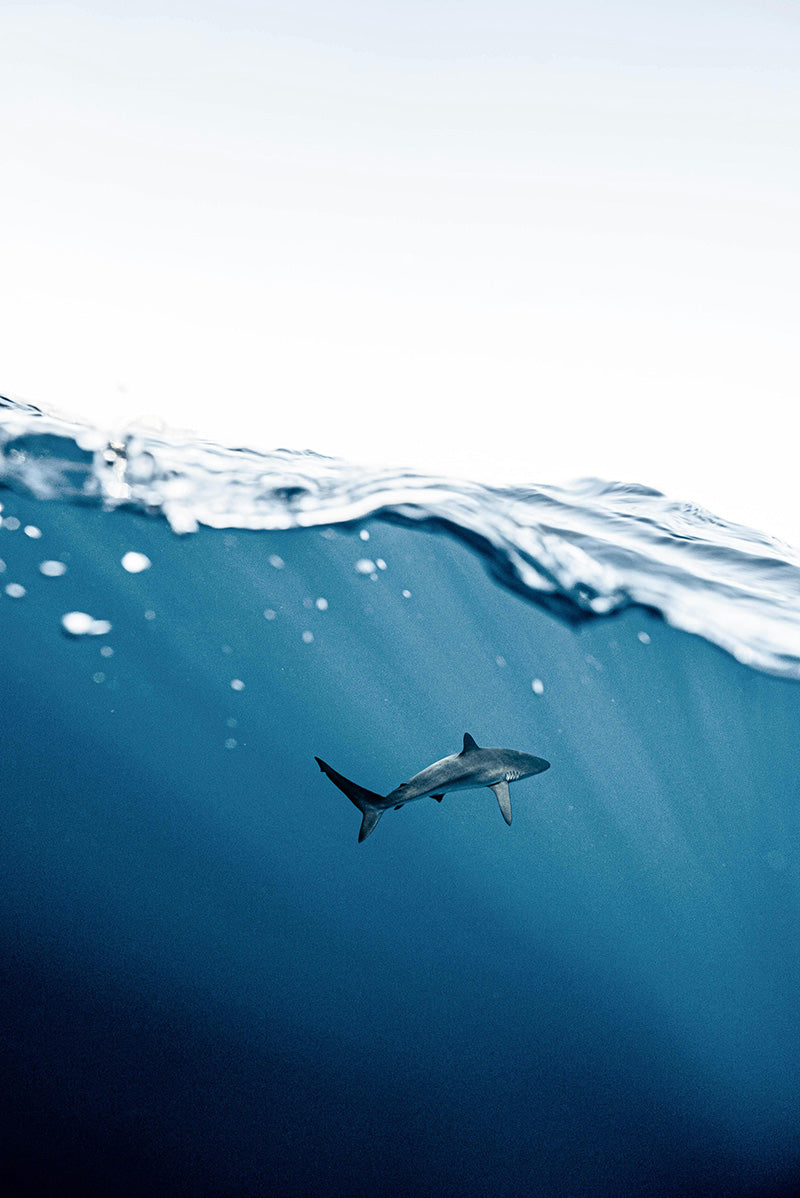Underwater view of a shark swimming in the open ocean beneath the water surface